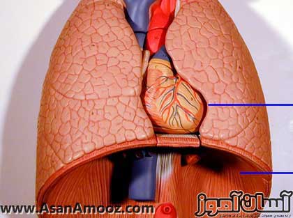 http://asanamooz.com/image/respiratory-system-new-model-best-sized.jpg